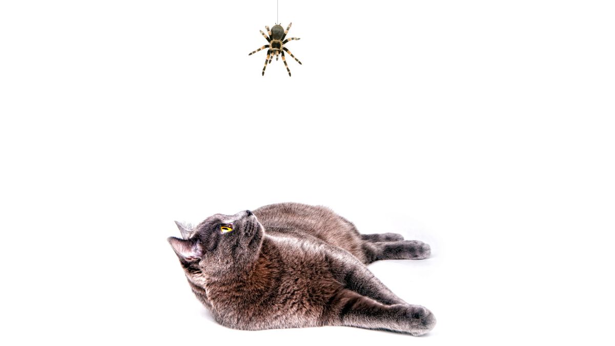 Are Wolf Spiders Dangerous to Cats Owners Must Know This